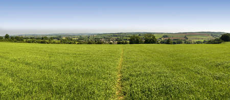 a field of cropsの写真素材