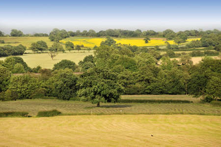 farmland before harvestingの写真素材