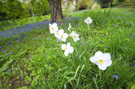 england derbyshire chatsworth  - the formal gardensの写真素材