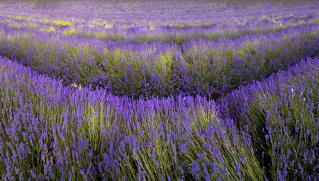 france provence lavender fields  provence alpes du de haute provence の写真素材