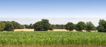 farmland  cornfield before harvesting of arable cropsの写真素材