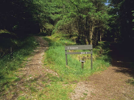 a trail and footpath in a forestの写真素材
