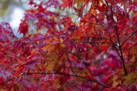 red and yellow leaves in autumn woodlandの写真素材