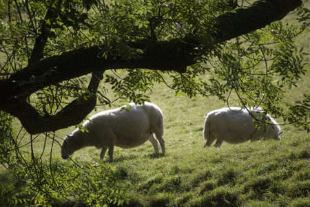 sheep animal farm farming agriculture wool livestock animalの写真素材