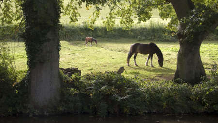 horses in field in the countrysideの写真素材