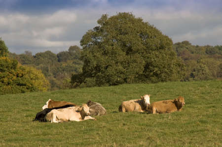 cattle in field farmland countryside lying downの写真素材