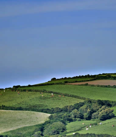 cattle in field farmland countrysideの写真素材