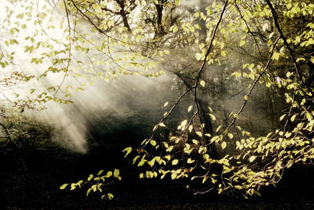  eu europe uk united kingdom great britain england foggy wood hertfordshireの写真素材