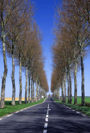 france road through an avenue of plane treesの写真素材