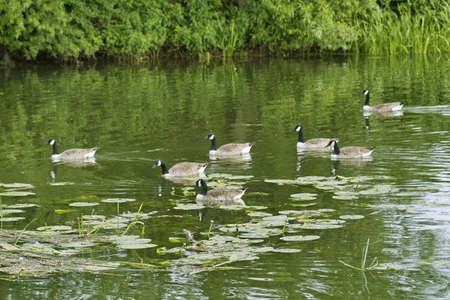 Ducks on a river river avon warwickshireの写真素材