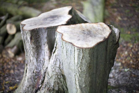 cut logs in forest firewood timber forestryの写真素材