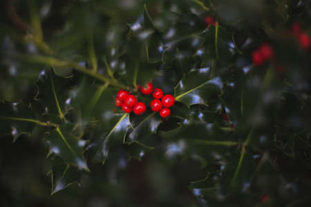 holly tree with berriesの写真素材