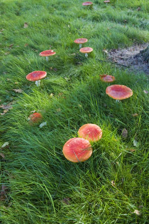 fungi mushroom toadstool fungus mushrooms toadstools nature