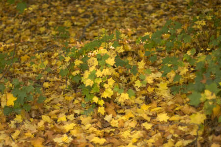 autumn woodland at batsford arboretum the cotswolds gloucestershire midlands england uk
