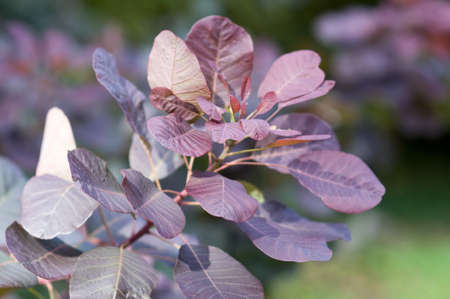autumn woodland at batsford arboretum the cotswolds gloucestershire midlands england ukの写真素材