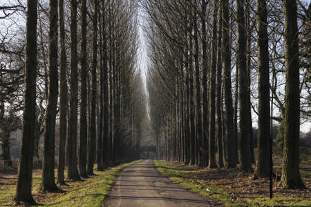 Umbersladean avenue of poplar trees road laneの写真素材