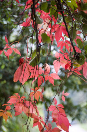 leaves in autumn colour on a tree