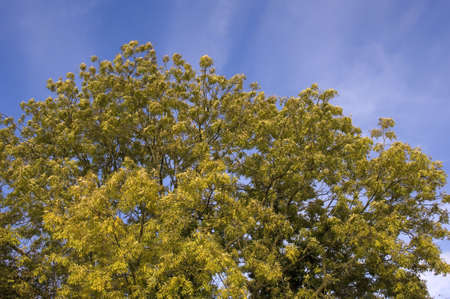 autumn woodlandの写真素材