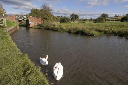 Swans on the Stratford upon avon canal, Preston Bagot flight of locks, Warwickshire, Midlands England UK.の写真素材