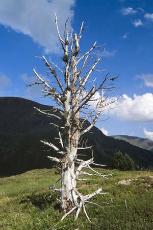 a tree in the pyreneesの写真素材