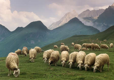 france pyrenees aquitaine pyrenees atlantique sheep col d'aubisqueの写真素材