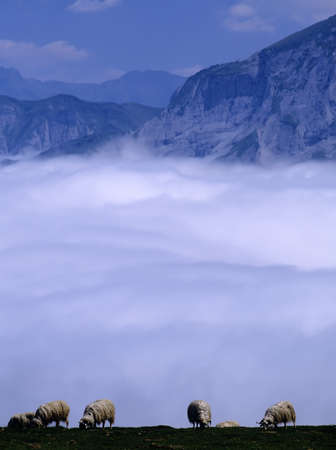 france pyrenees aquitaine pyrenees atlantique sheep col d'aubisqueの写真素材