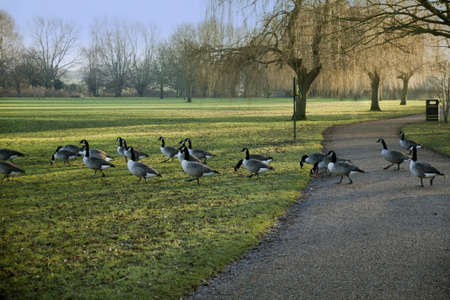 ducks walking across park - duck out of waterの写真素材