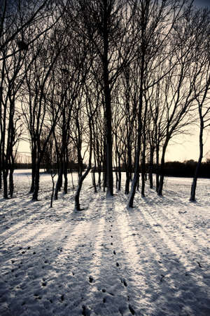 A snow covered rural landscape in the countrysideの写真素材