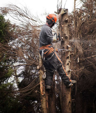 a tree surgeon chopping down a rotten treeの写真素材