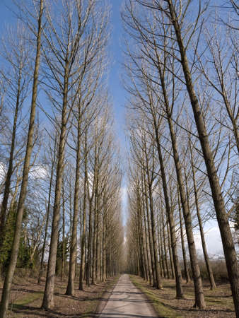 Umberslade an avenue of poplar trees road laneの写真素材