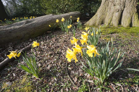heart of england way footpath baddesley clinton estate warwickshire church and daffodilsの写真素材