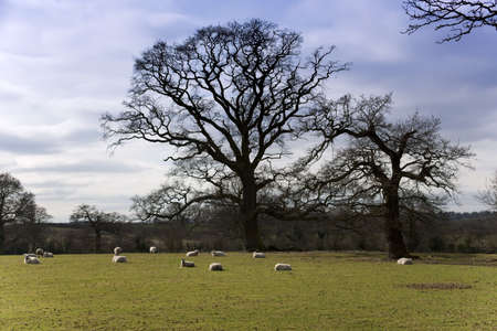sheep in winter in  fieldの写真素材