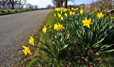 heart of england way footpath baddesley clinton estate warwickshire church and daffodilsの写真素材