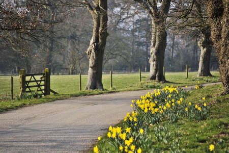 heart of england way footpath baddesley clinton estate warwickshire church and daffodilsの写真素材
