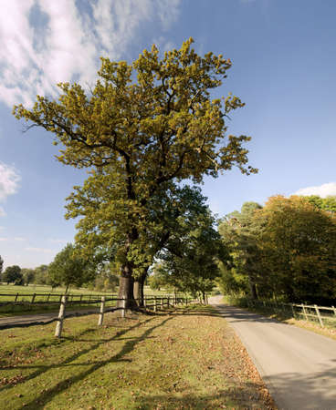 a country lane through a group of treesの写真素材