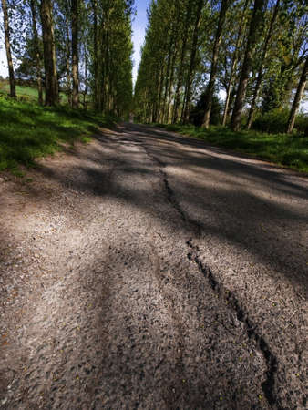 a country lane between treesの写真素材