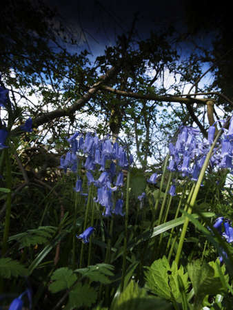 bluebells in wood green leaves trees behindの写真素材