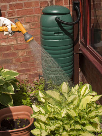 watering plants with a hosepipe in the gardenの写真素材