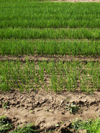 Crops on farmland in the countryside in a rural setting.の写真素材