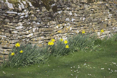 Yellow daffodil wild flowers growing wild in the countryside.の写真素材