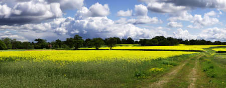 A field of oil seed rape