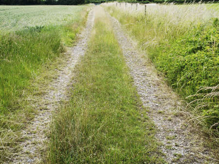 Crops on farmland in the countryside in a rural setting.の写真素材