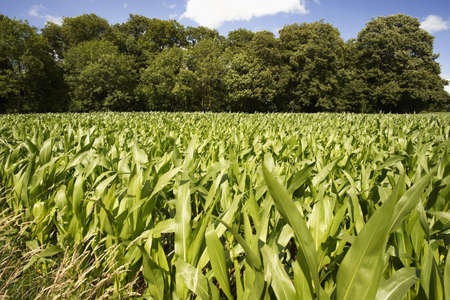 maize plants growing against blue skyの写真素材