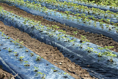 Crops on farmland in the countryside in a rural setting.の写真素材