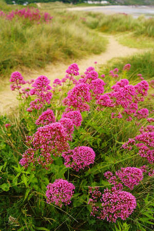 wild flowers in the sand dunes on the coast of the gower peninsula in south walesの写真素材