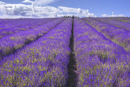 lavender fieldsの写真素材