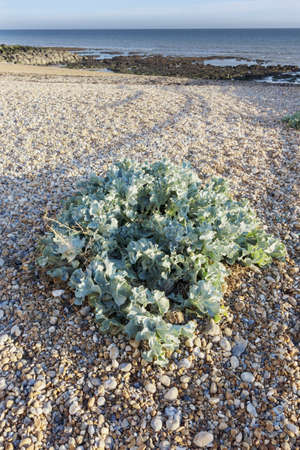 holiday resort of saltdean, near brightonの写真素材