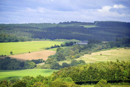 crops growing in a field