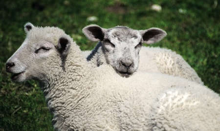 sheep in a field on a farm in the countrysideの写真素材