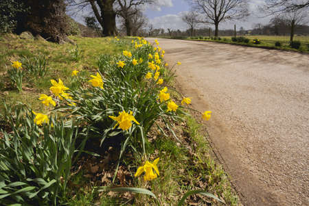 Yellow daffodil wild flowers growing wild in the countryside の写真素材